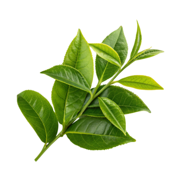Extracto de Te Verde